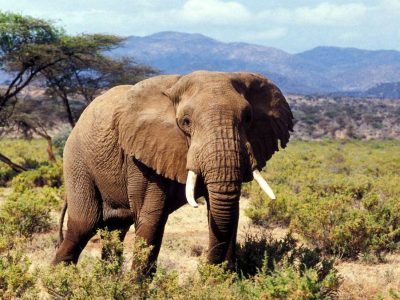 10 Day Kenya Flying Safari Package