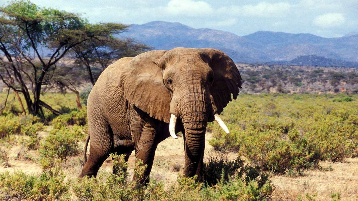 10 Days Kenya Flying Safari Package