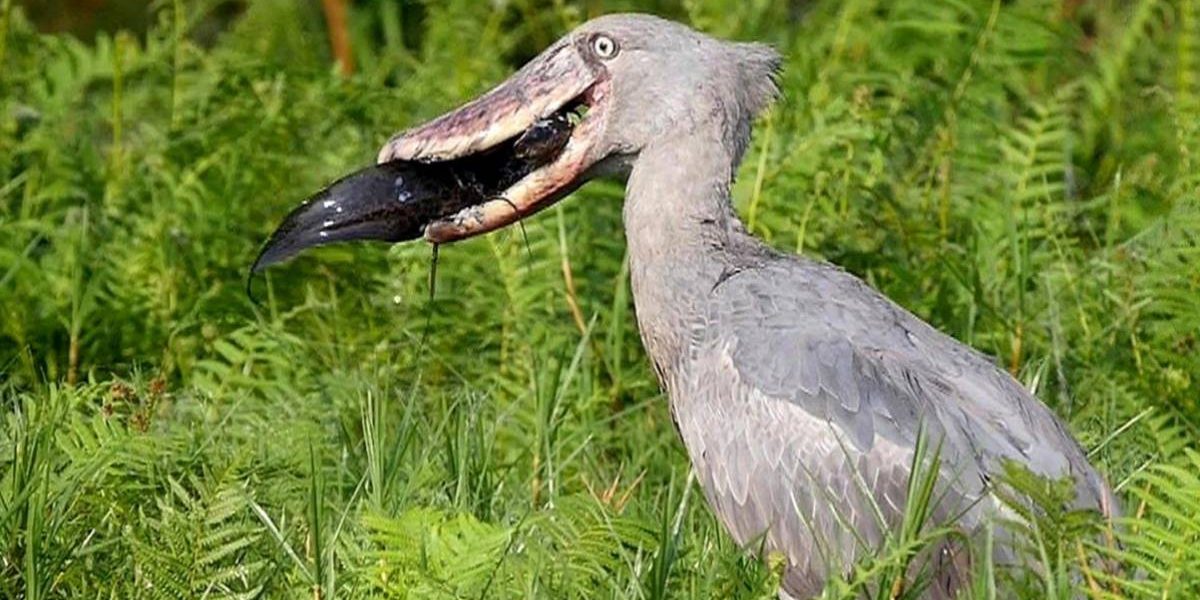 10 Reasons To Visit Uganda