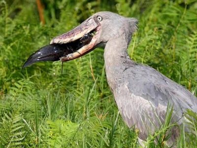 10 Reasons To Visit Uganda