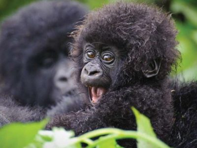 11 Days Rwanda Gorilla Odyssey