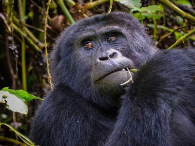 12-Day-Uganda-Gorilla-Trip-1 12 Days Uganda gorilla trip