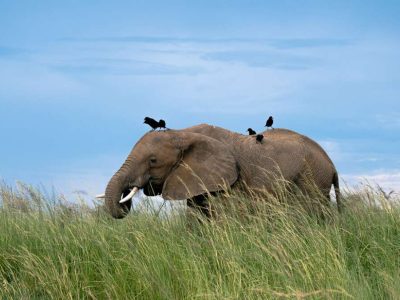 14 Day Uganda Camping Safari Tour