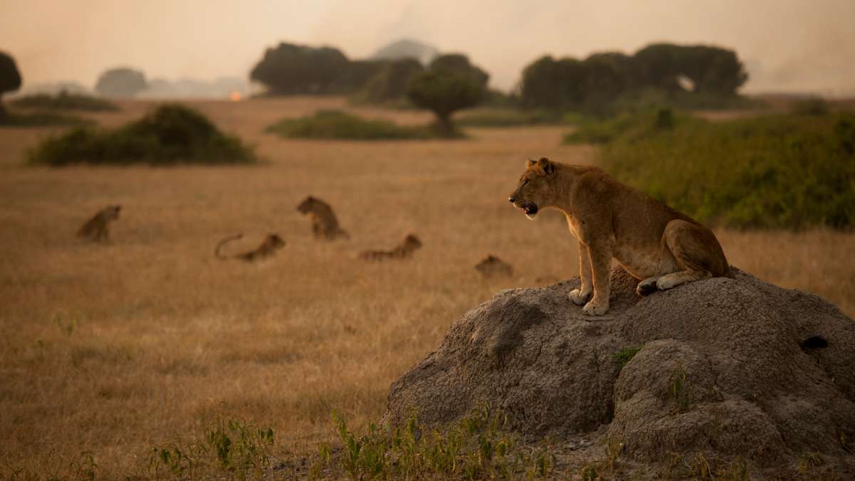 14 days Uganda camping safari tour