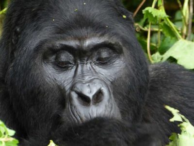 Amazing 14 Day Gorilla tour Uganda