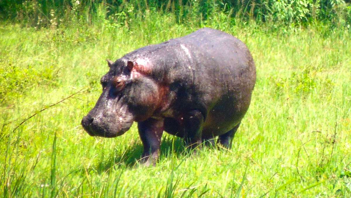 2 Day Akagera National Park Budget Safari