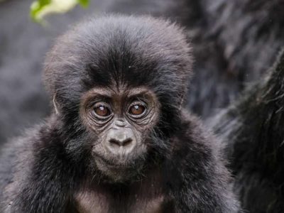 Volcanoes National Park Tour
