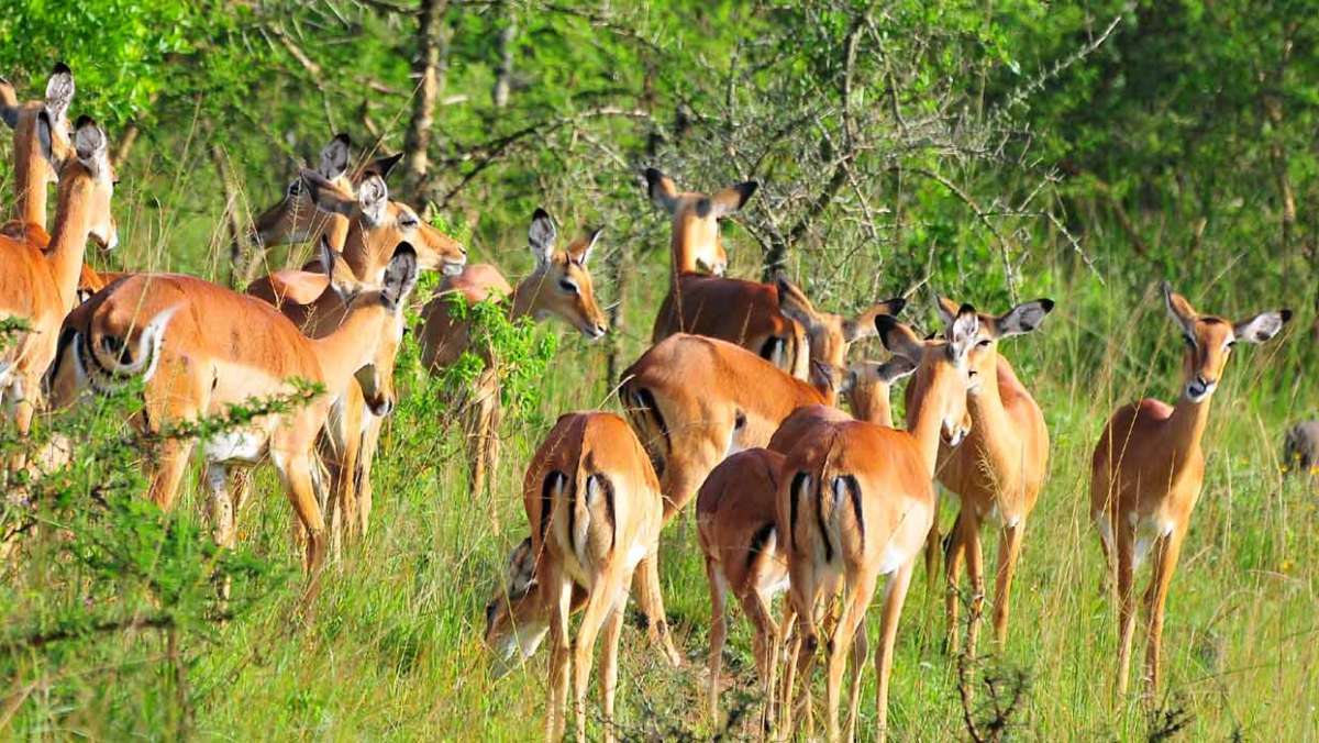 2 Day Lake Mburo Tour