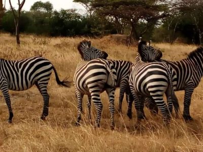 2 day Lake Mburo Tour