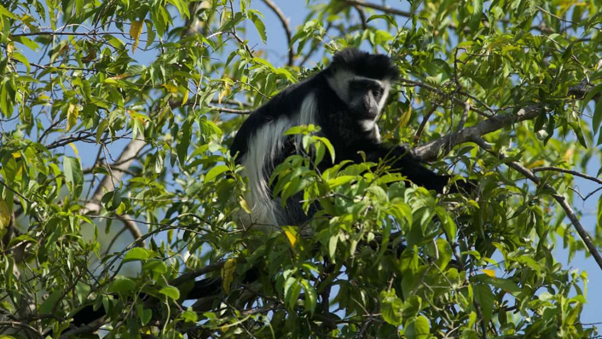 2 Day Rwanda Chimpanzee Trekking Safari