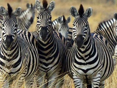 2 Day Akagera Safari from Kigali