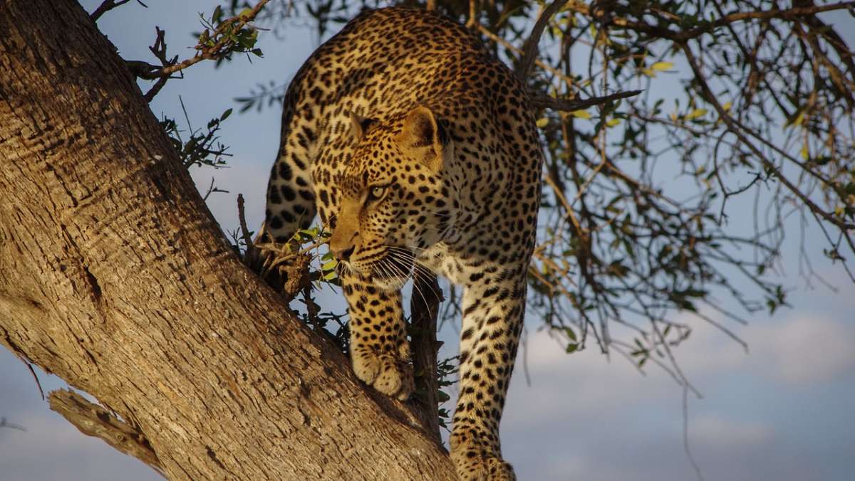 3 Day Cheap Akagera National Park Tour