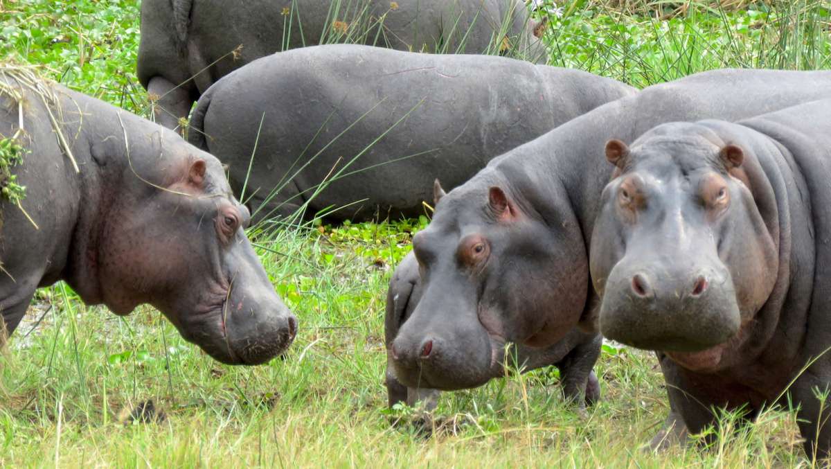 3 Day Cheap Akagera National Park Tour