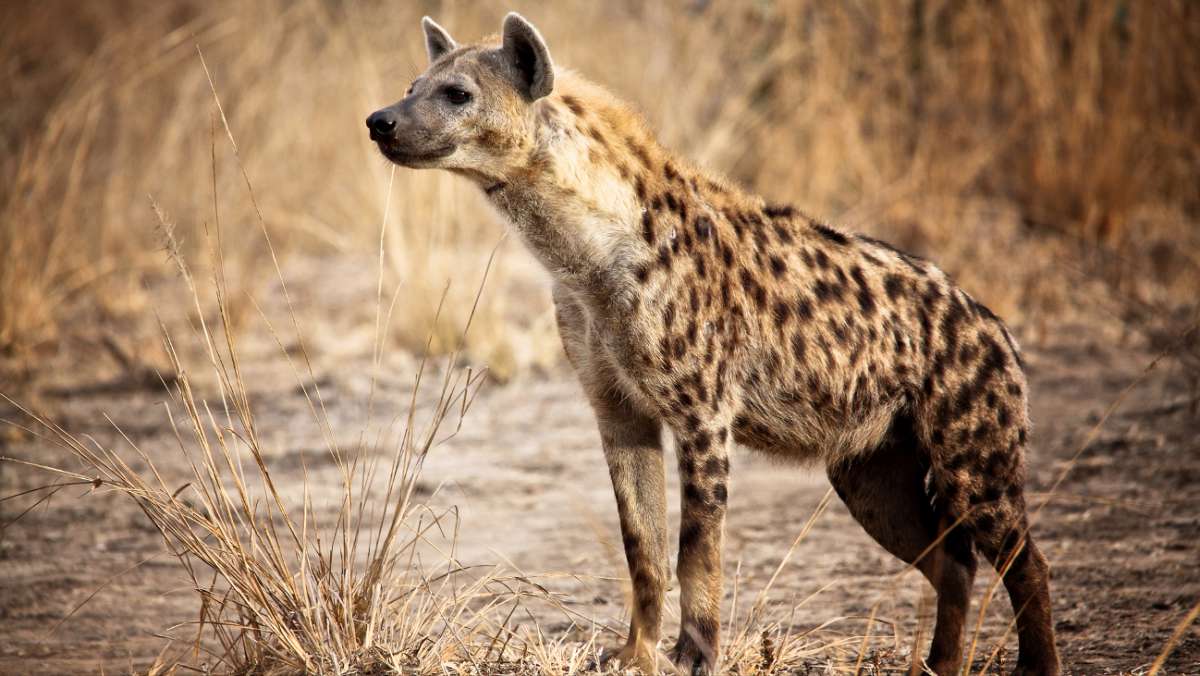 3 Day Cheap Akagera National Park Tour
