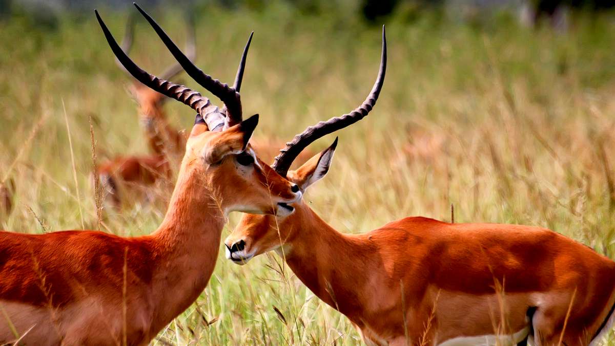 3 Day Cheap Akagera National Park Tour