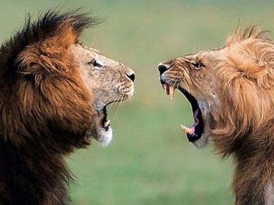Masai Mara Budget safari