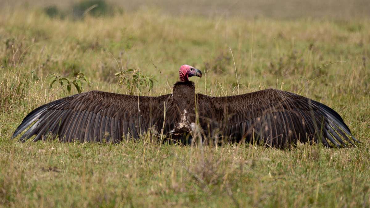 3 Day Masai Mara Budget Safari