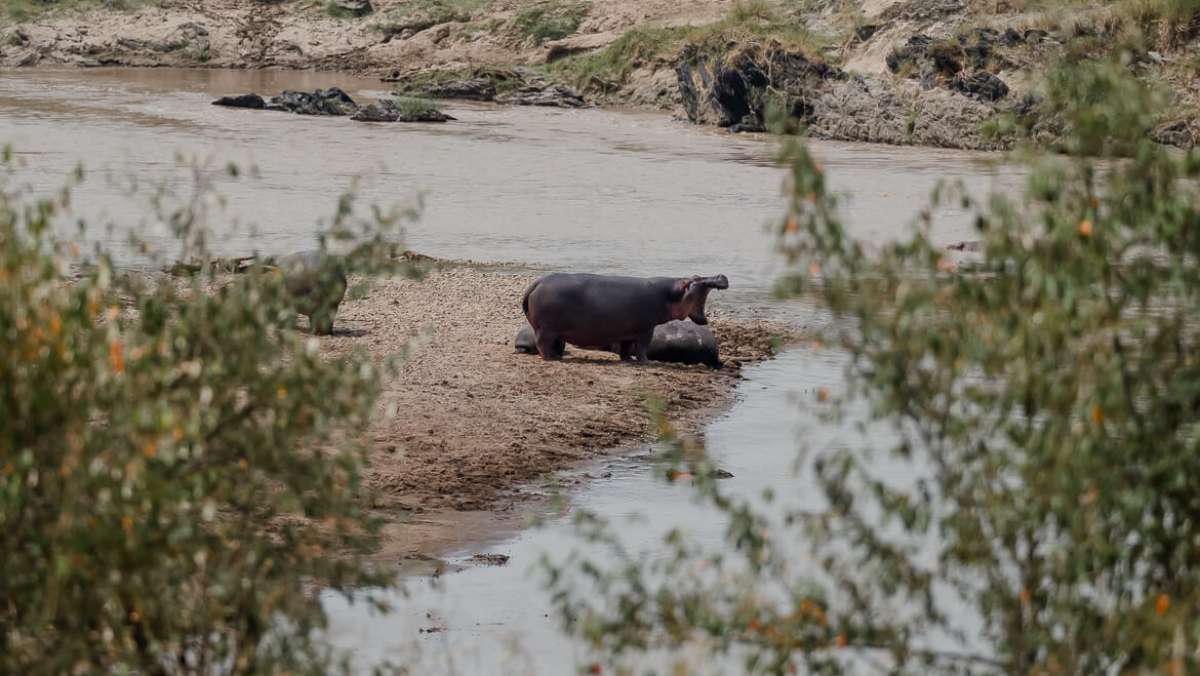 3 Day Masai Mara Budget Safari