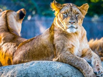 3-Day-Masai-Mara-Camping-Safari-3 3 Day Masai Mara Camping safari in Kenya