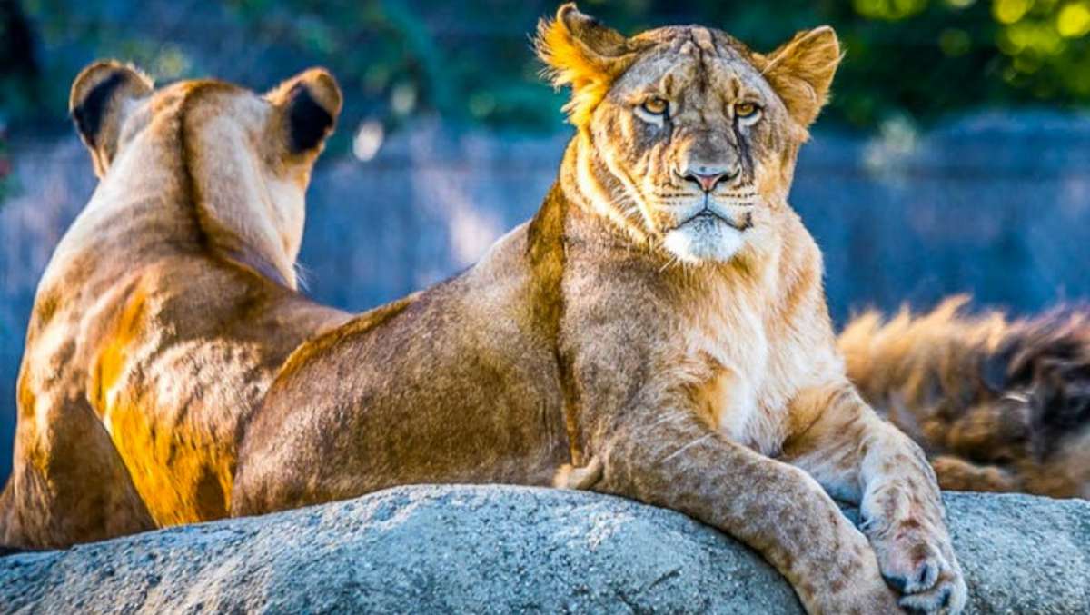 3 Day Masai Mara Camping Safari