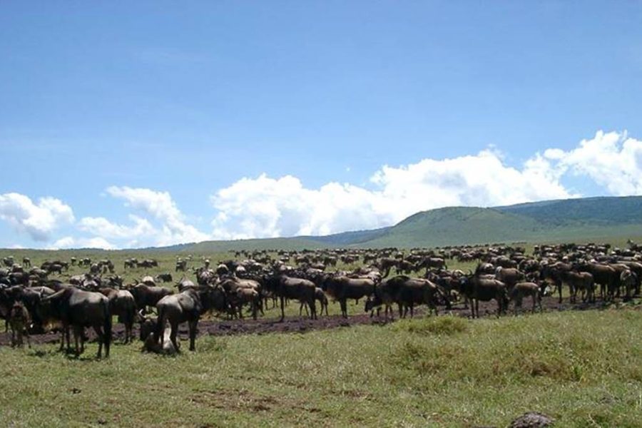 3 days Ngorongoro safari