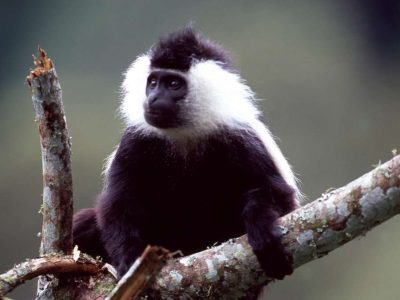 3 day Nyungwe Forest budget safari