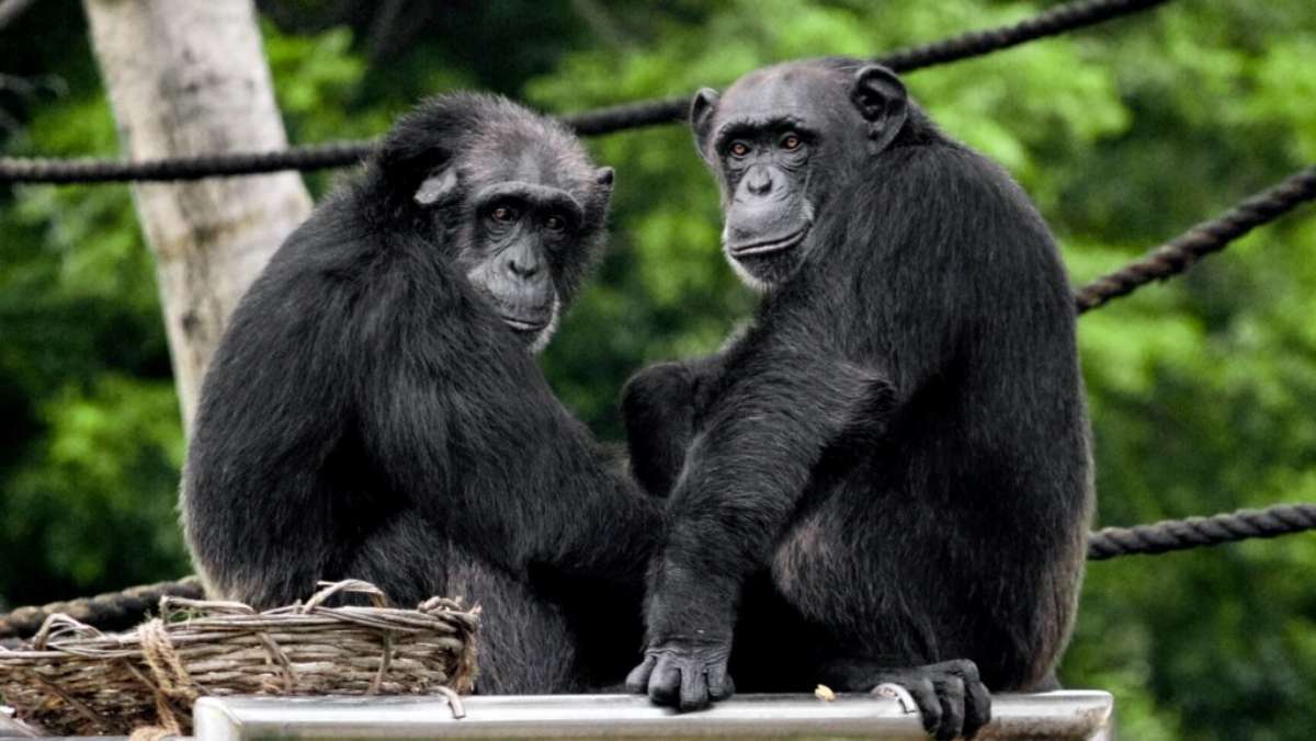 3 Day Nyungwe Forest Budget Safari