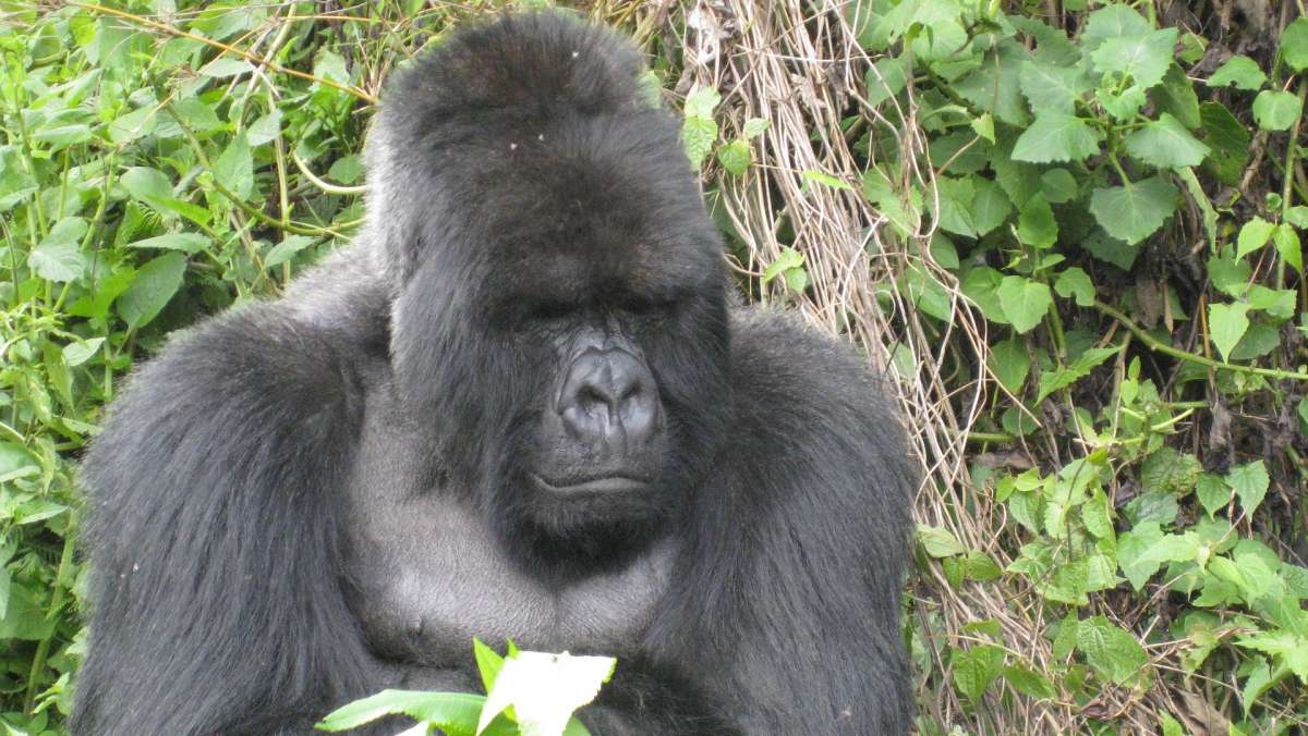 3 Day Rwanda gorilla trek