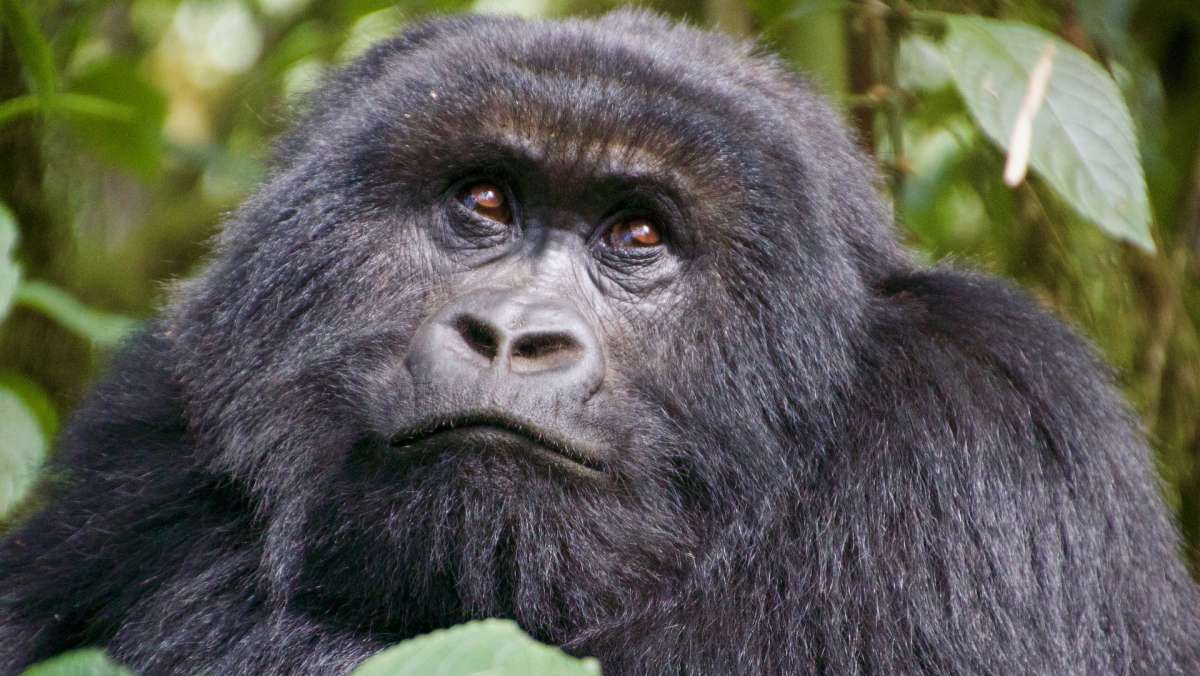 Rwanda gorilla trek