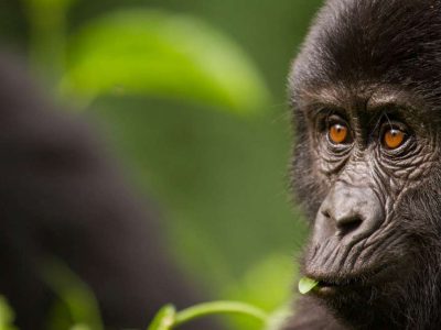 Budget Rwanda Gorilla Tour