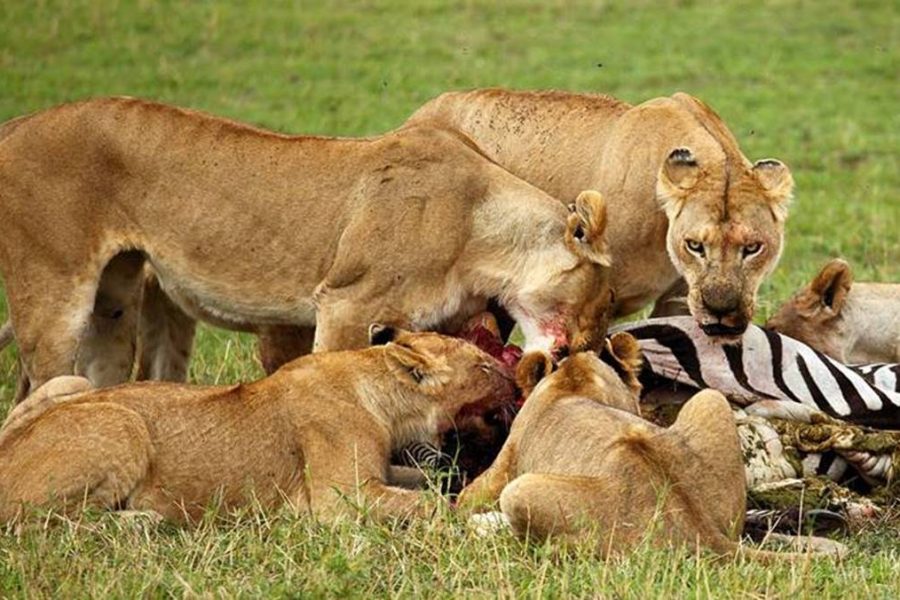 3 Day Serengeti Budget safari