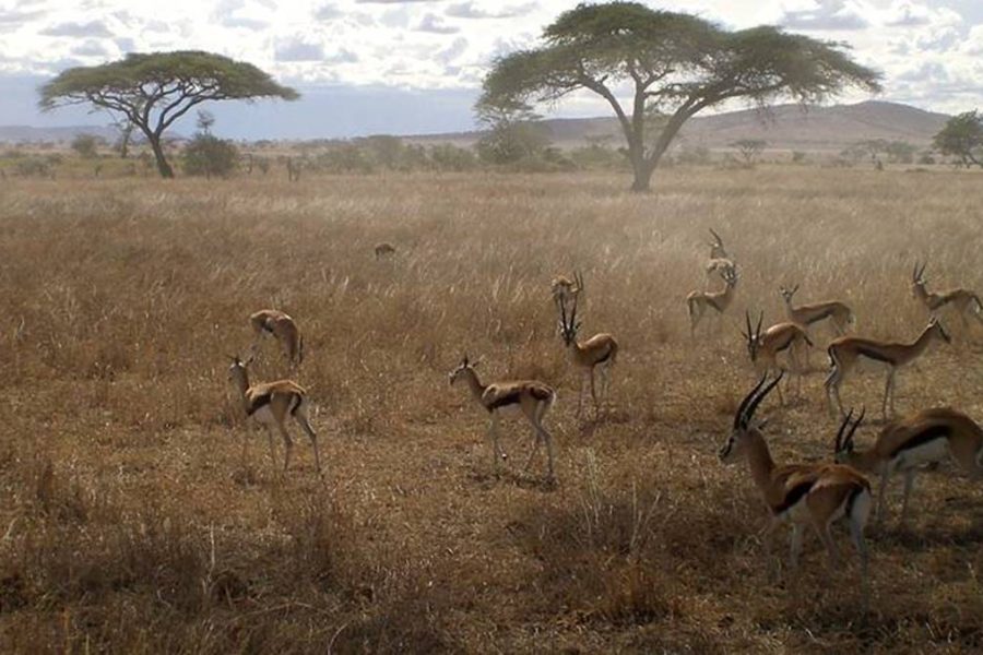 3 Day Serengeti Budget safari