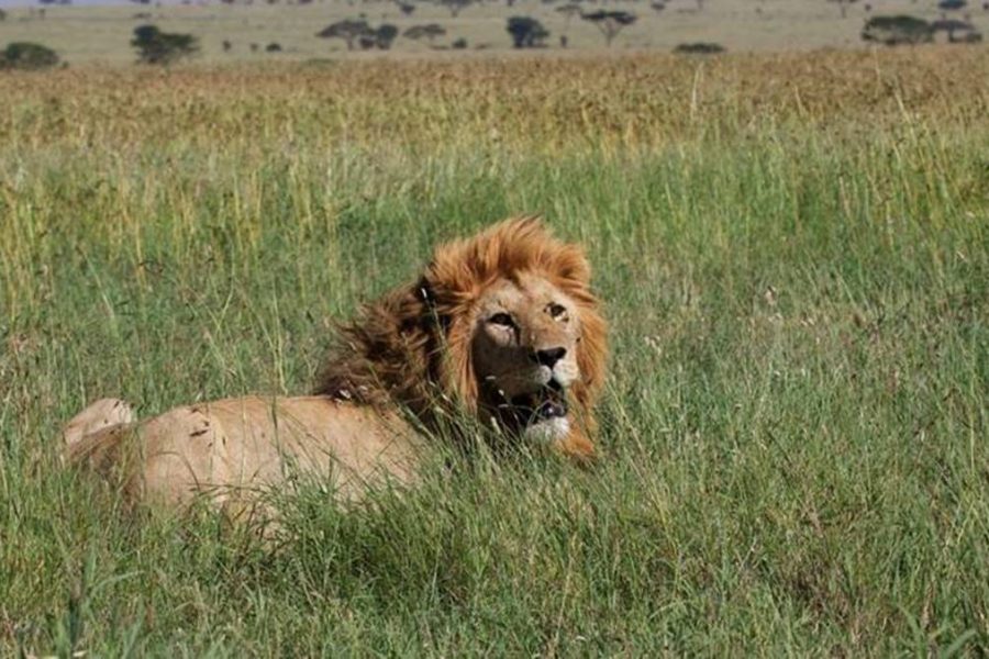 3 Days Serengeti Safari