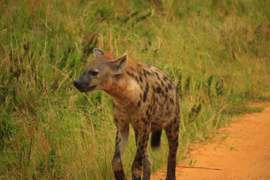 3 Days Murchison Falls Safari