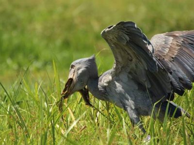 3-Days-Murchison-Falls-Safari 3 Days Murchison Falls Safari