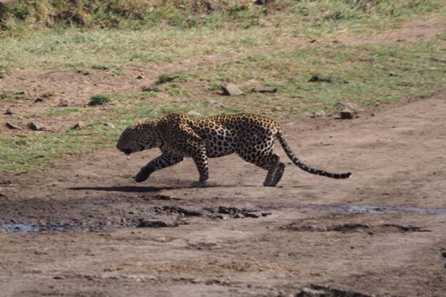 3 Days Murchison Falls Safari