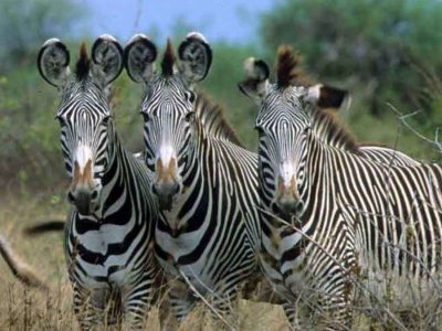 3-Days-Samburu-Safari 3 Days Samburu safari in Kenya