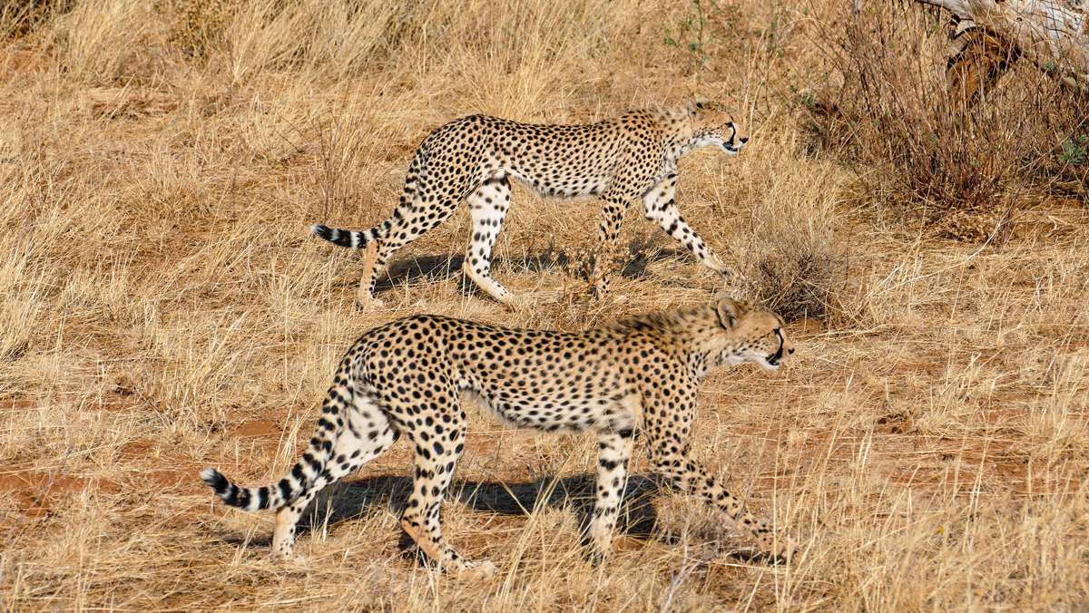 3 Days Tsavo West Tour