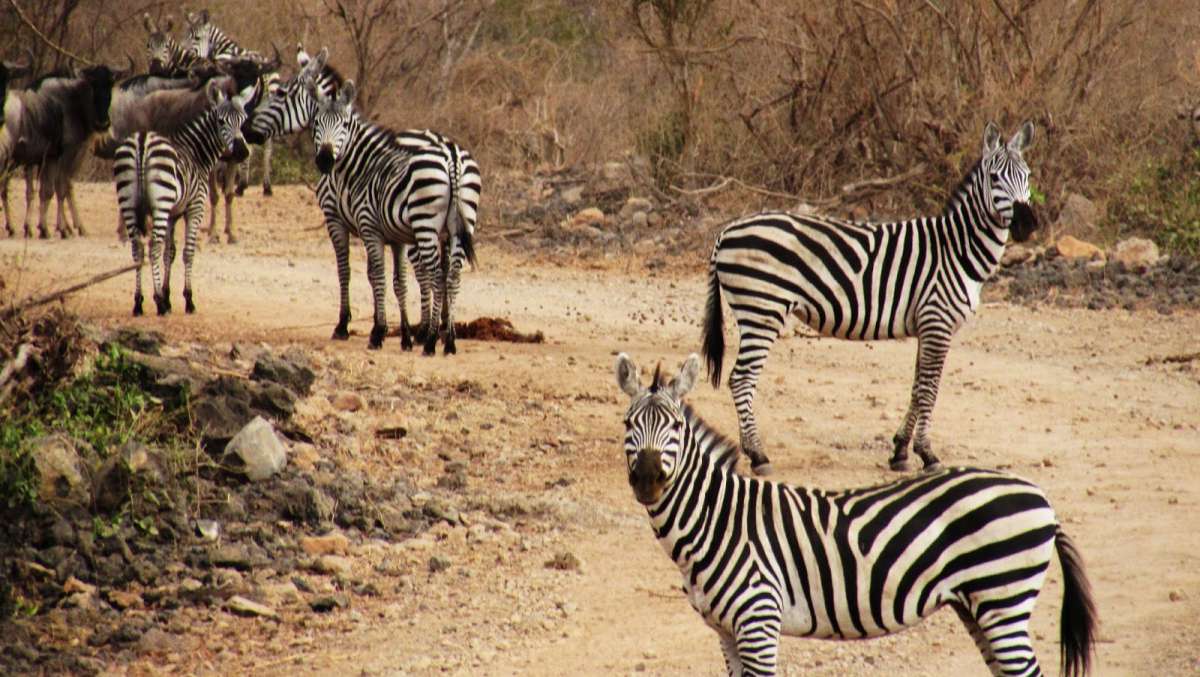 3 Days Tsavo West Tour