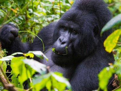 3-day-luxury-gorilla-safari-uganda-featured Luxury gorilla safari Uganda