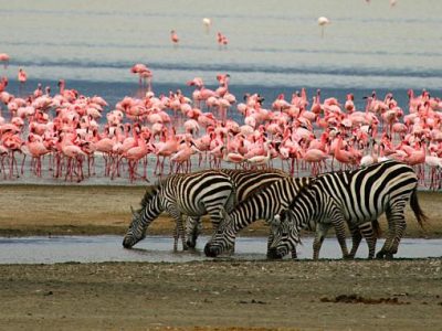 3 Day Lake Manyara safari
