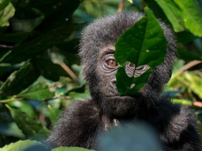 4-Day-Budget-Gorilla-Trekking-Uganda-Safari-3 Uganda Budget Gorilla Trekking