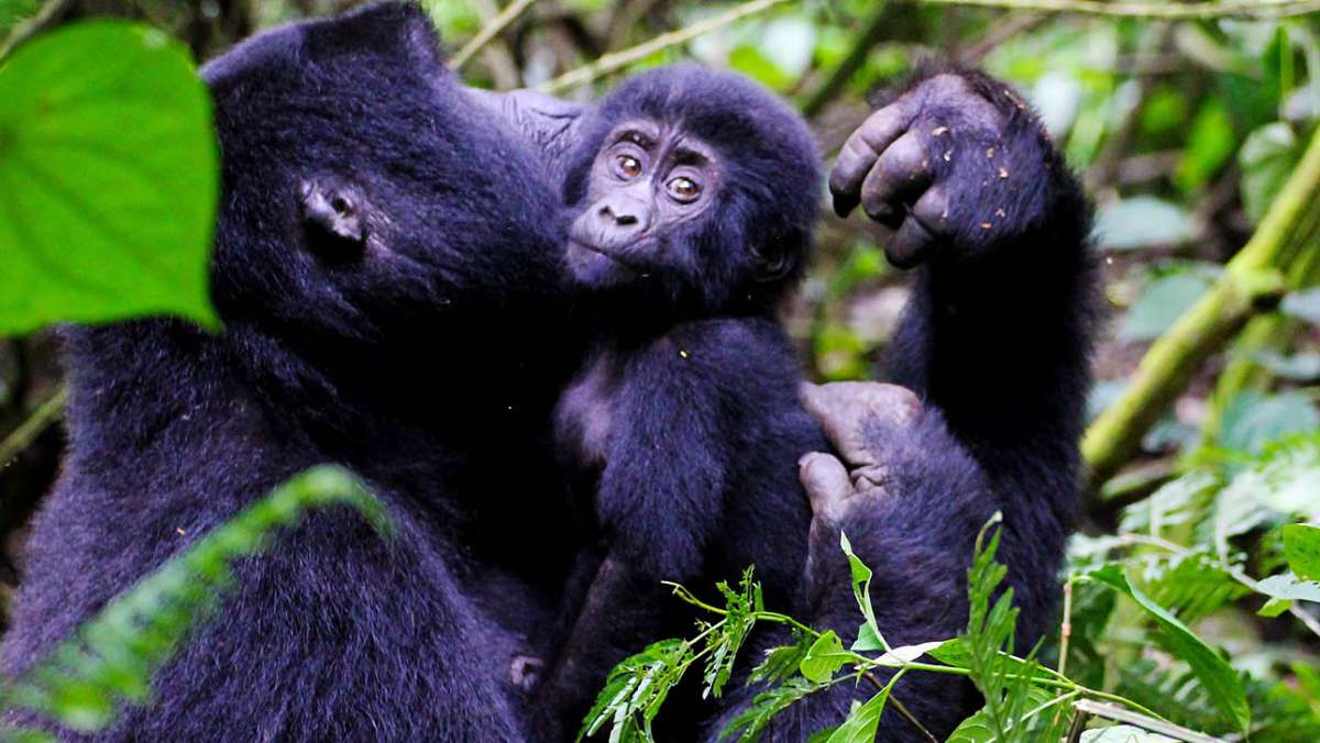 4 Day Uganda Budget Gorilla Trekking