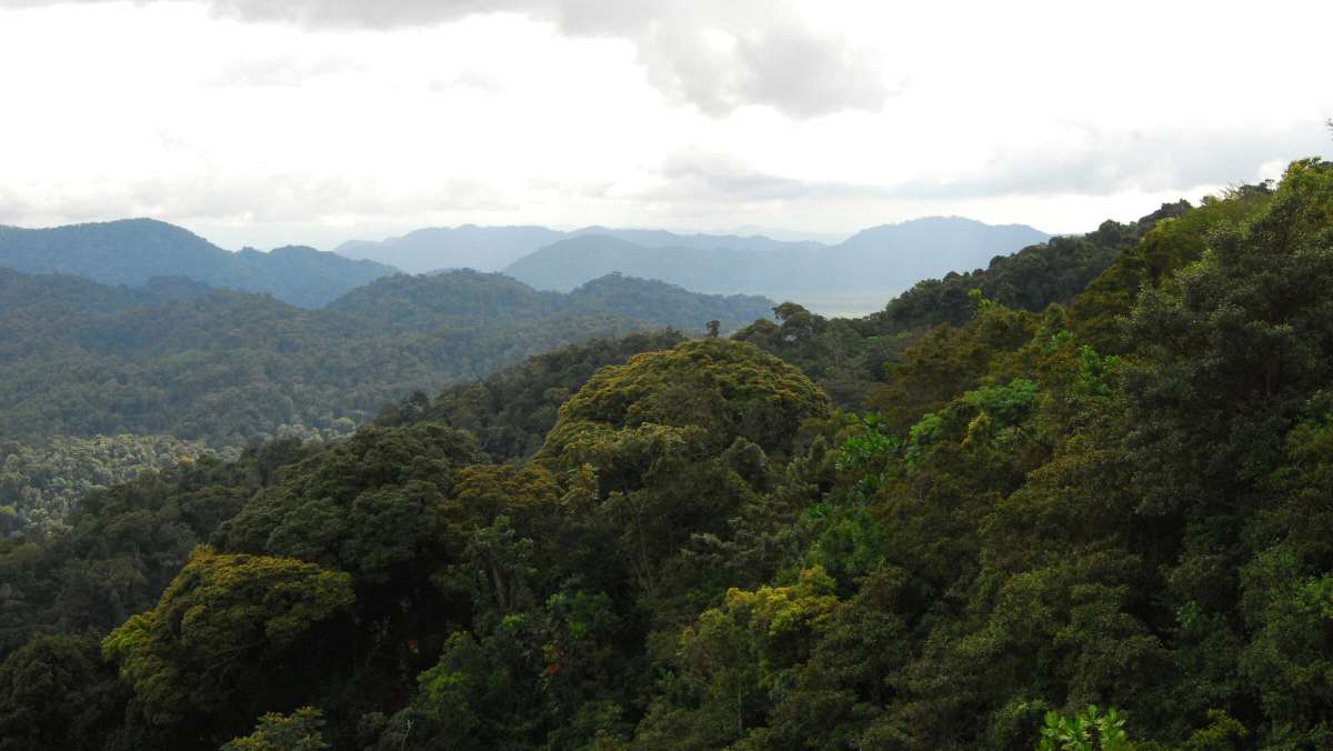 4 Day Rwanda Gorilla Tour