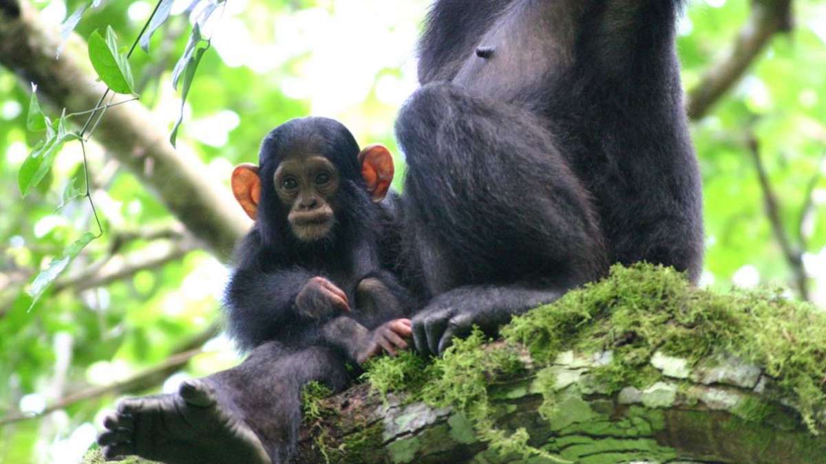 4 Day Rwanda Gorilla Tour