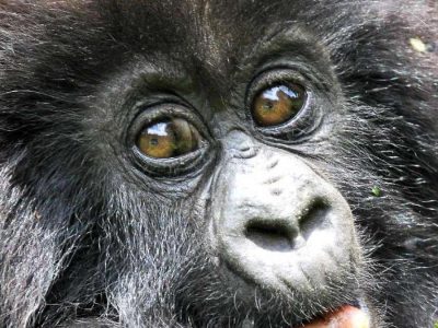 Rwanda Gorilla and Golden Monkey Tour