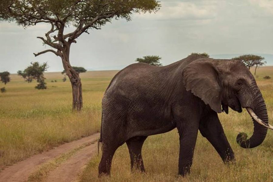 4 Day Serengeti Ngorongoro Safari