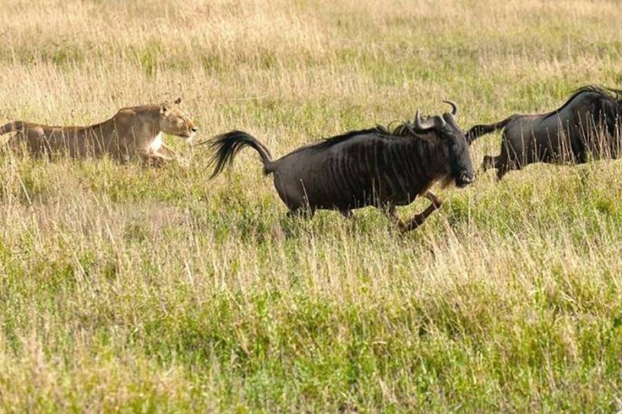 4 Day Serengeti Ngorongoro Safari
