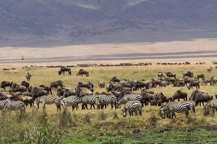 4 Day Serengeti Ngorongoro Safari