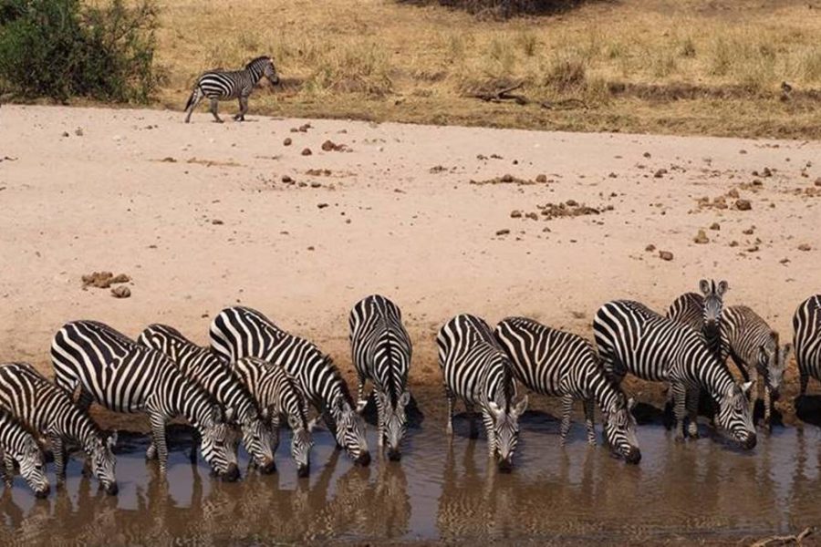 4 Day Tarangire Ngorongoro safari